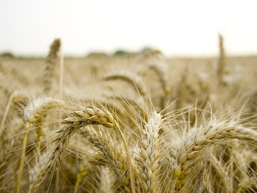 Китай, Испания и Турция са получили най-много зърно от доставките по зърнения коридор