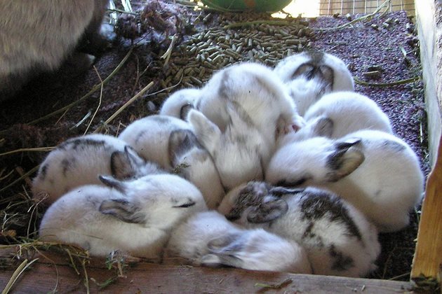 Зайчетата може да се отбият от майка им само тогава, когато им се осигури подходящ фураж и място за живеене, а млечните зъби на малките частично са се сменили