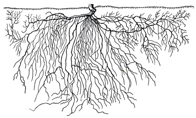 Това е кореновата система на лозата, затова е важно торовете да стигнат и до тънките корени, а не да разхвърлят на повърхността
