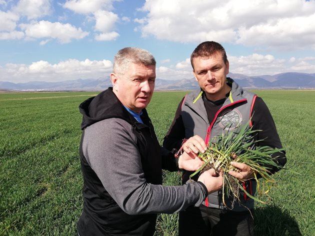 Игор Гришин (вляво) и Георги Радев в пшеничено поле в Сливенско