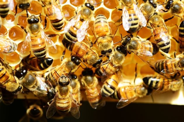 Доказано е, че звуците, които пчелите издават, са доста по-сложни от познатото на всички ни жужене. Те зависят от времето на деня, от размера на пчелата, както и от товара, който носи.