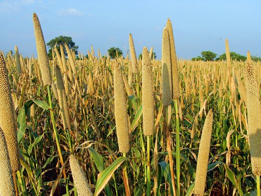 ООН залага на възраждане на просото, заради глобалната зърнена несигурност
