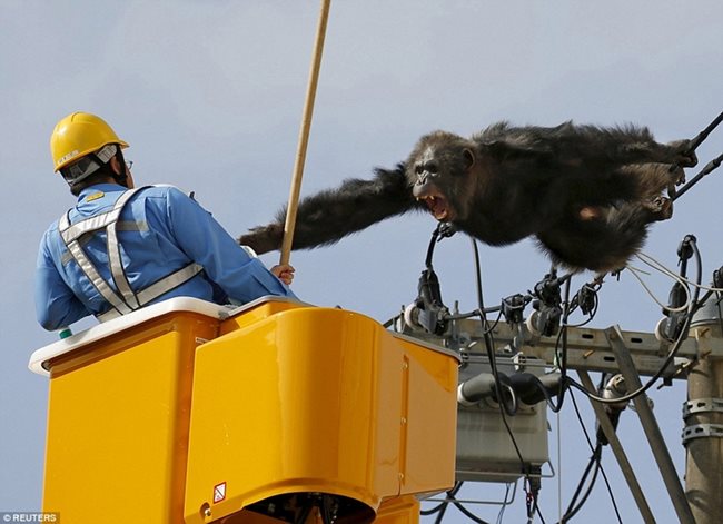Гневно мъжко шимпанзе атакува спасителя си, който опитва да го отърве от мъчителна смърт. Приматът се оплита в електрически кабели в Япония, в близост до зоопарка „Ягияма“, откъдето е избягал.