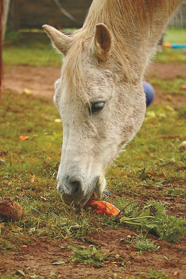 Морковите са най-ценният и подходящ витаминен фураж за конете, но се дават след грубите фуражи