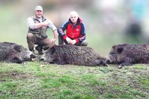 Ивановските ловци удрят три глигана накуп