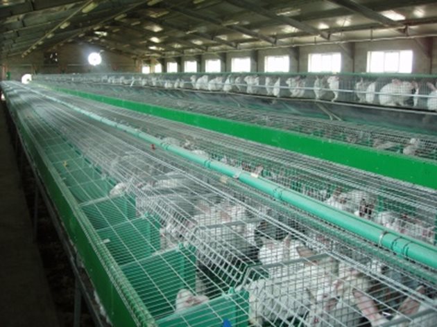 В най-голямата беларуска зайцеферма отглеждат 5000 зайци