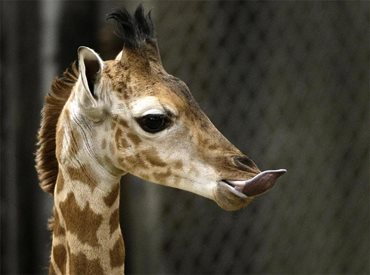 Жирафите си чистят ушите сами