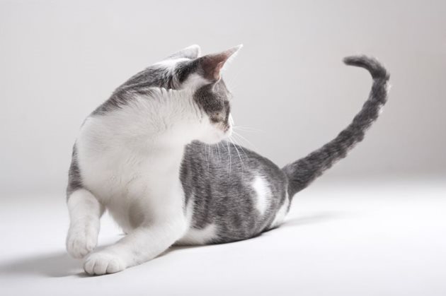 Котката може да гони опашката си и при дискомфорт

