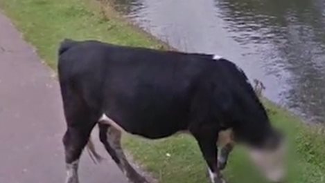 Google запази личната неприкосновеност на крава (Видео)