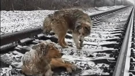 Куче пази ранен приятел от преминаващи влакове (видео)