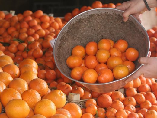 Търговци се правят на производители, продават цитрусови плодове като свои, за да не дават касови бележки