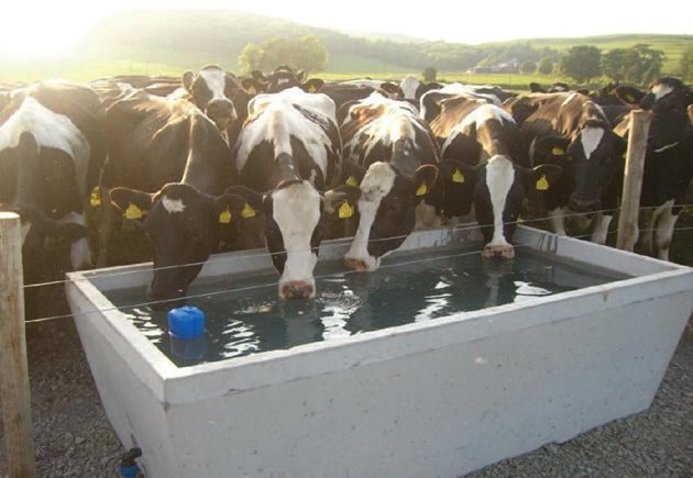 В горещините потребление на вода от крава може да се увеличи до 150 л дневно