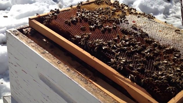Пчелите умират не от студ, а от глад, напомня на младите пчелари без опит  професионалният пчелар Дечко Делчев