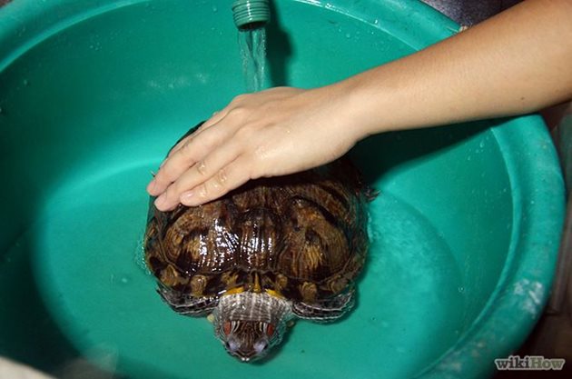 След като сте почистили добре корубата на костенурката, внимателно я изплакнете и я поставете обратно в топлия терариум.