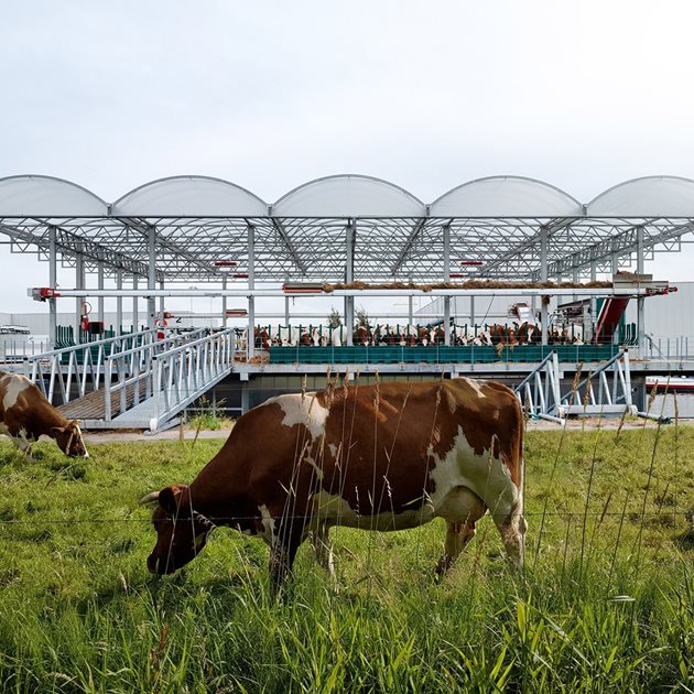 Ротердамските крави от плаващата млечна ферма могат да слизат, когато си искат на сушата, и да си пасат зелена трева
Снимка: urdesignmag/Ruben Daio Kleimeer
