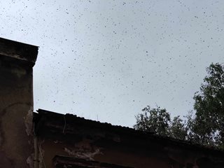 Огромен облак от пчели пикира над центъра на София (Обновена, видео, снимки)