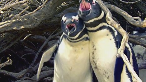 Любовен триъгълник между пингвини доведе до кървава разправа