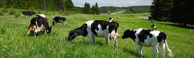 Потреблението на прясна зелена трева подобрява здравословния статус и плодовитостта на стадото. Снимка: Еuropaea farms
