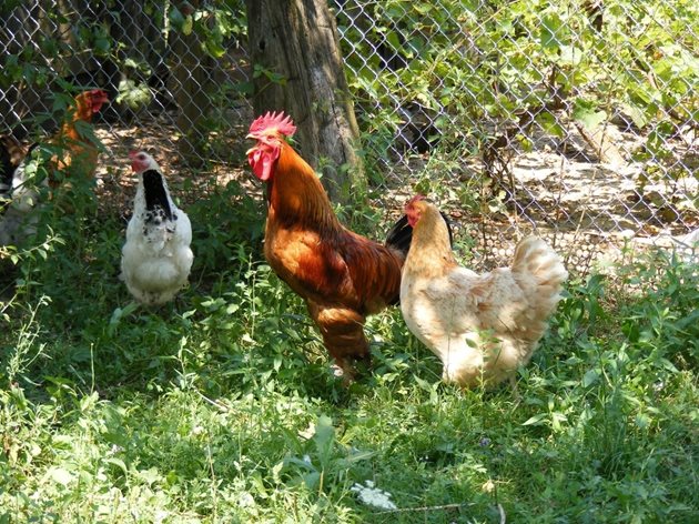 Ако имате петли, имате и проблеми. Защото те гонят кокошките, които бягат и нервничат.
