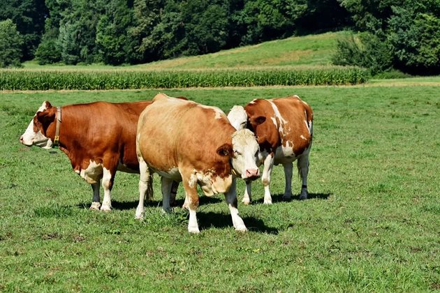 Предотвратяването, идентифицирането и лечението на куцотата при едрите преживни животни е старо предизвикателство за земеделските стопани и целия отрасъл говедовъдство.