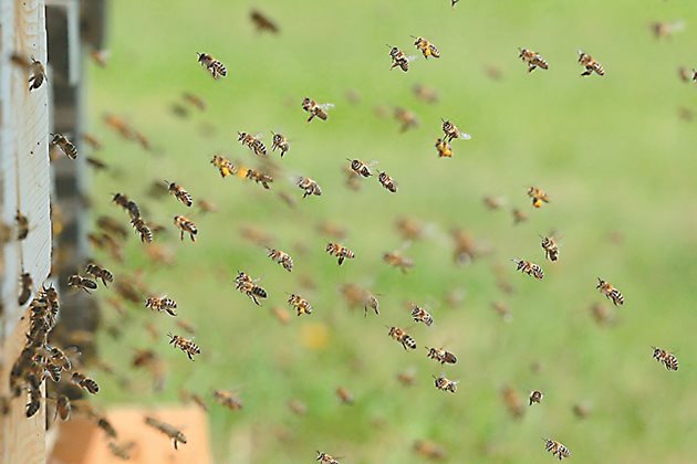 Преработката на нектар с високо съдържание на вода изтощава пчелите