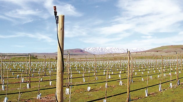 Израелската фирма NaanDanJain Irrigation е оборудвала млада овощна градина с капкова система