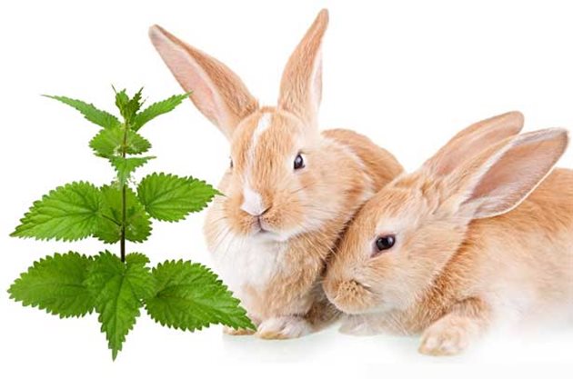 Копривата осигурява на зайците много полезен и добре усвоим растителен протеин