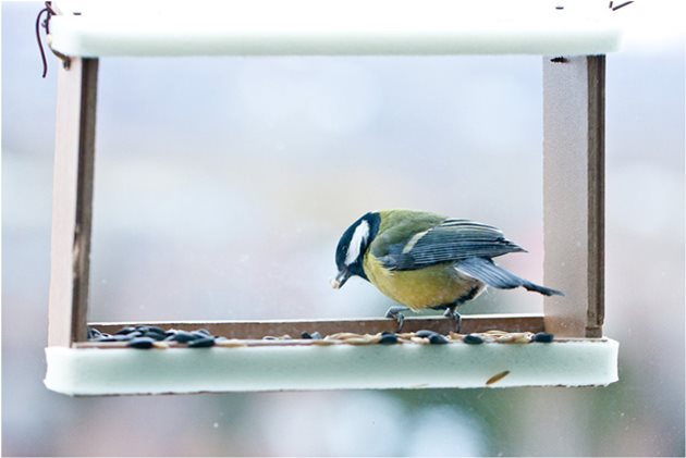 Слънчогледът е универсалната храна за зимуващите у нас птички