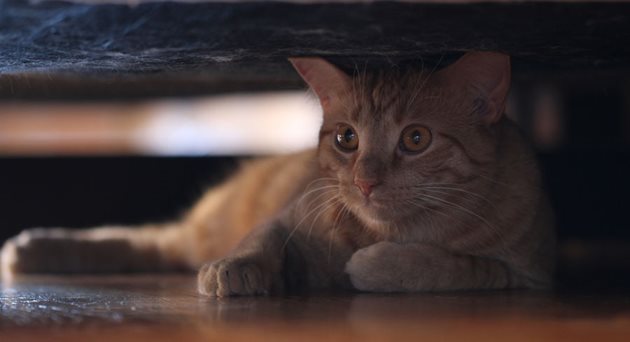 Обикновено котката се мушка под кревата, за да избегне шумни компании или любопитни детски ръчички