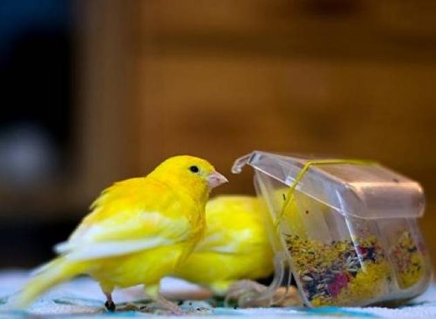 Зърнените храни са сред любимите храни на птичетата, а са и полезни за тях