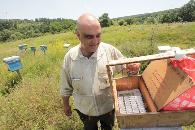 Работата на младият професионален пчелар Димитър Павлов е да заложи зрял маточник преди излюпване на майката.