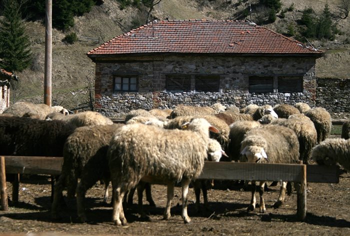 Още през януари се очаква да стартира приемът по първата мярка от програмата за селските райони.  Тя е насочена към фермери, които отглеждат  кози, овце, птици.