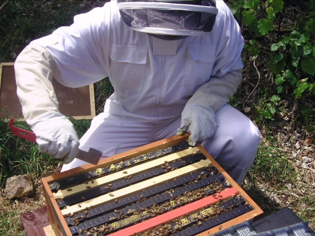 Прополисът съдържа летливи етерични масла с изразена противомикробна активност, трябва да се оставя и достатъчно количество прополис в кошерите с цел защитаване на пчелното семейство от микроорганизмите.
