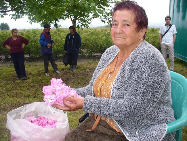 Тази година розоберът беше в градините с рози, които отглеждат 82-годишната бивша печатарска работничка Яна Стефанова и децата й от град Крън.