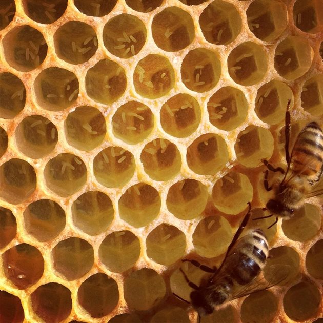 За непрекъснатостта, дебелината на пчелната пита и килийките за отглеждане  на търтеи | Български Фермер