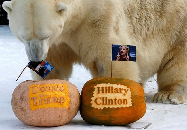 Руският мечок избра Тръмп.