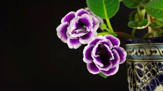 Глоксиния - цвете за ценители