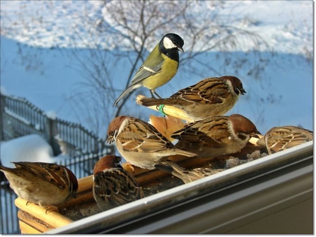 В градската среда гълъбите и врабчетата оцеляват единствено ако хората им осигурят прехрана през зимата