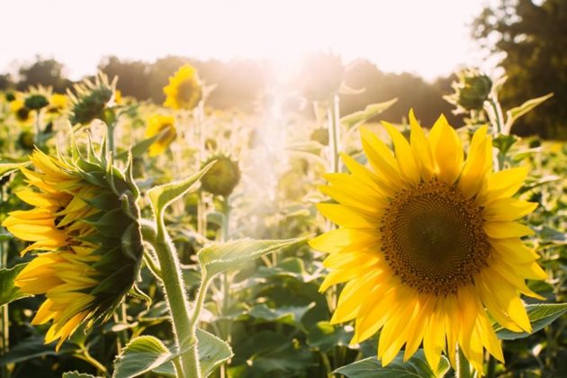 В Пернишка област пък реколтирането на слънчоглед върви с по-бавни темпове