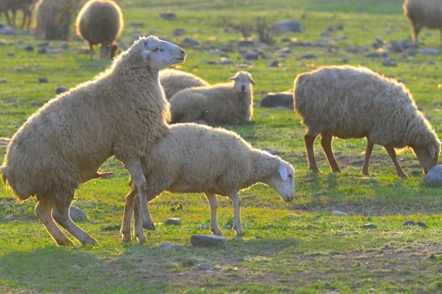 Около месец (или 40 дни) преди предполагаемото чифтосване овцете трябва да се изхранват с концентриран фураж - поне 1 кг на ден на глава.