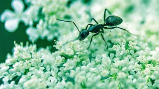 Природни средства, с които прогонваме мравките