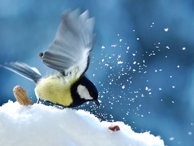 От сутрин до вечер птици търсят храна. Топлите пера ги предпазват от студа, но не и от глада. При снеговалежи, снежни виелици и тежките студове птици гладуват и умират масово.