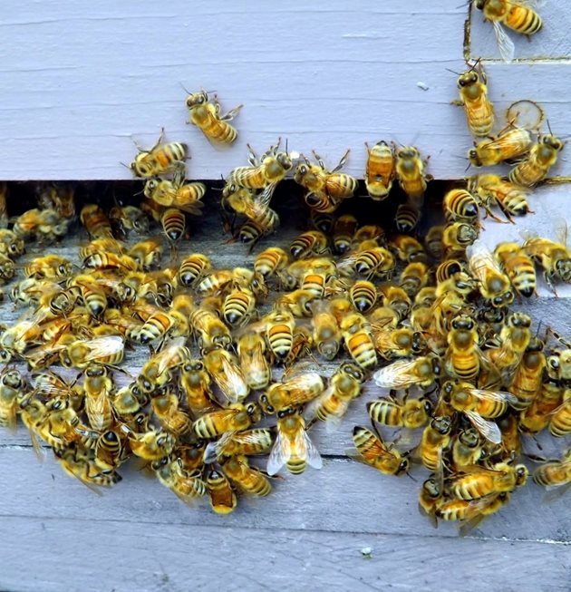 Много от стресовете при пчелите могат да бъдат смекчени с помощта на подходящи практики и техники, напомнят специалистите.