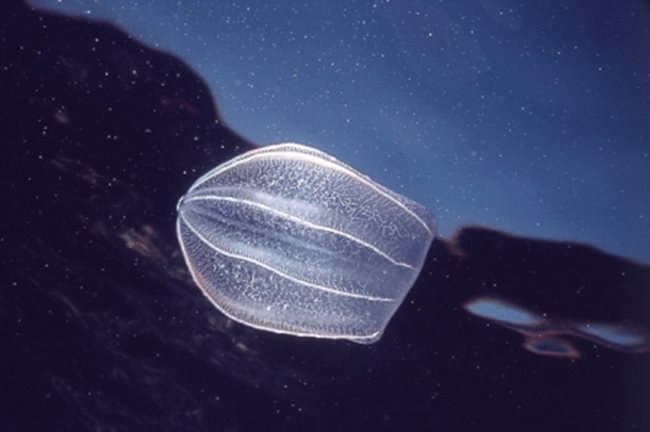 Характерните гребени, които отличават тези животни, които не са точно медузи, нито са корали или хидри.
СНИМКИ: ЛЮБОМИР КЛИСУРОВ