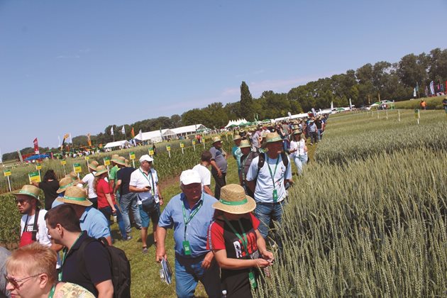 Австрийските сортове пшеница се радват на интерес от страна на родните производители