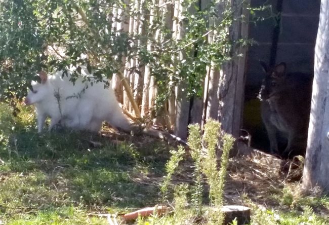 Снежанка с малкото си пред къщата на кенгурата