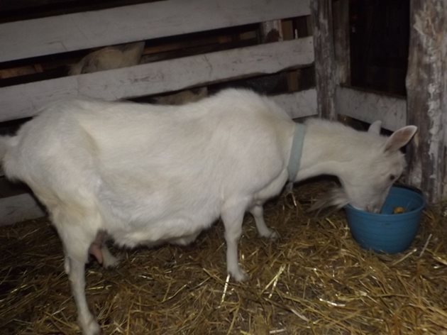 Недопустимо е изхранването на бременната коза на мръзнали, загнили или плесенясали фуражи