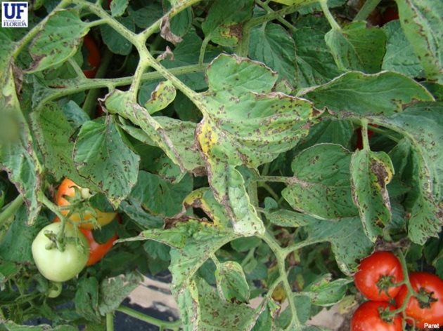 В конвенционалното земеделие борбата с Pseudomonas syringae се извършва чрез третиране с пестициди