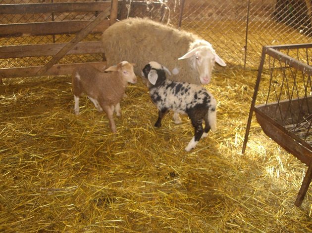 Ваксина служи за превенция на гангренозния мастит при овцете по време на лактационния период, но тя се поставя по време на бременността