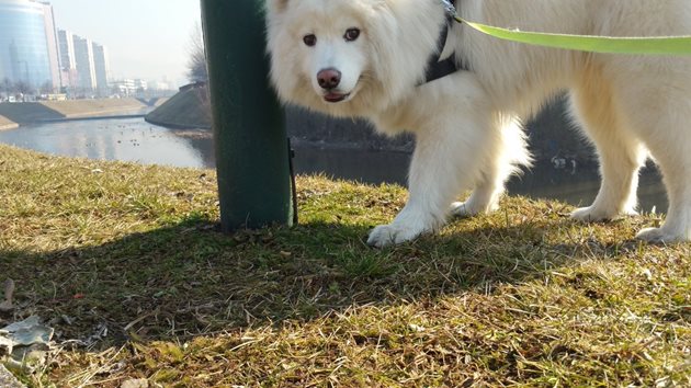 На разходка възпитаното куче не влачи стопанина си
Снимка: Twitter